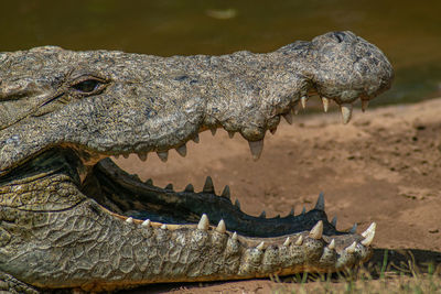 Close-up of crocodile head