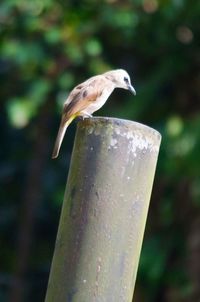 Close-up of bird perching outdoors