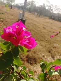 Close-up of pink flowers blooming outdoors