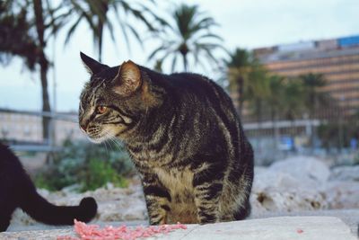 Close-up of a cat looking away