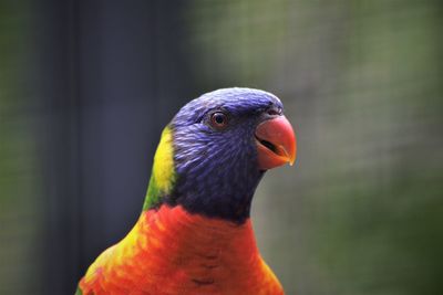 Close-up of parrot