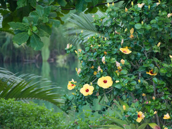 Close-up of plants