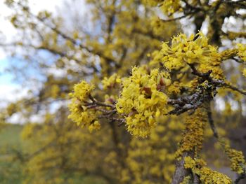 Close-up of yellow flowering plant