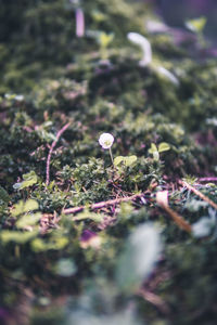 Close-up of purple flowering plant on field