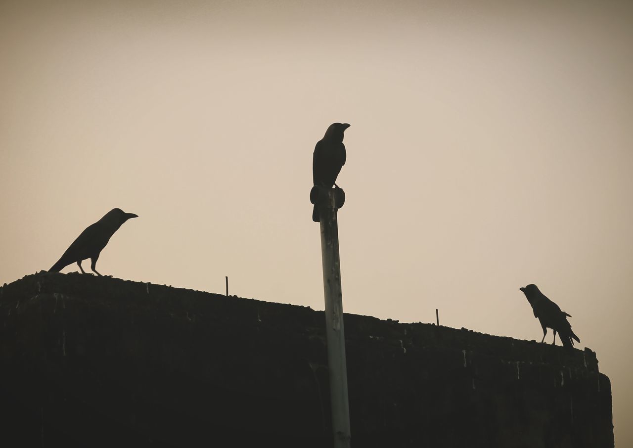 LOW ANGLE VIEW OF BIRDS PERCHING ON THE SKY