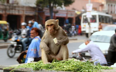 Close-up of man in market