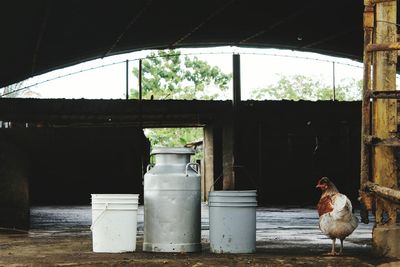 View of an animal seen through window