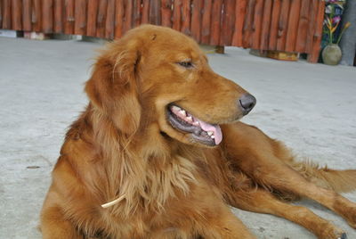 Close-up of golden retriever