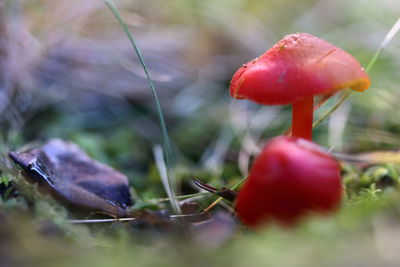 Close-up of fly agaric mushroom