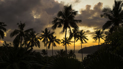 Silhouette of tall palm trees with ocean behind, during golden sunrise