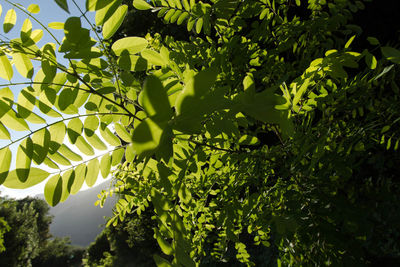 Low angle view of trees