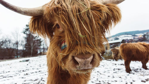 Brown horse in snow