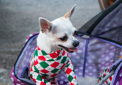 Close-up of a dog looking away