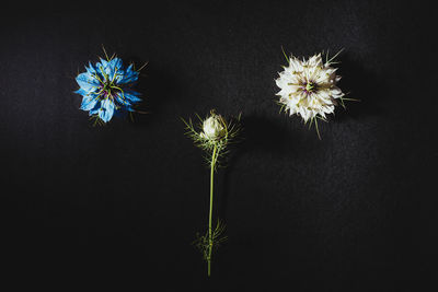 Close-up of dandelion against black background