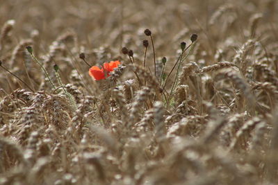 Close-up of wheat growing on field