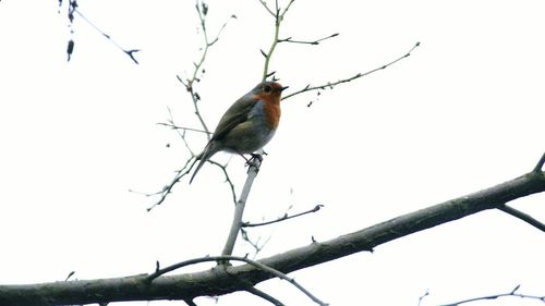 Low angle view of bird perching on branch