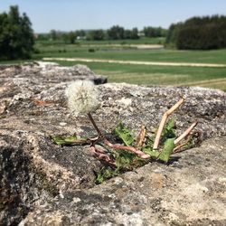 Close-up of plants growing on land