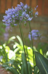 Close-up of flowers blooming outdoors