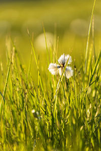 Flowering cotton grass in the grass in backlight