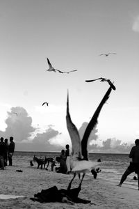 Seagulls flying over sea against sky