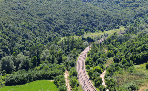 View of trees in forest