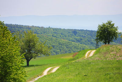 Scenic view of grassy field