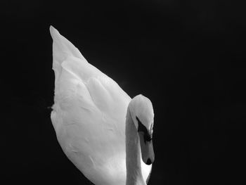 High angle view of swan swimming in lake