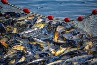 High angle view of fish in sea