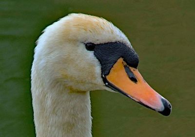 Close-up of swan swimming in lake