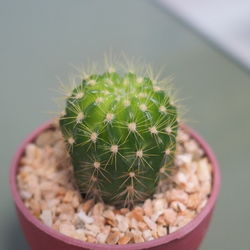 Close-up of succulent plant in pot