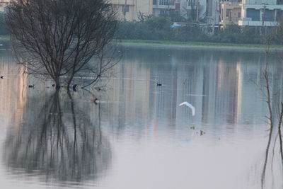 Swan flying over lake