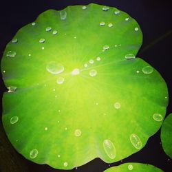 Close-up of wet leaf floating on water