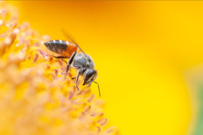 Animal action, bee finding syrup in sunflower, macro bee with blur soft background.