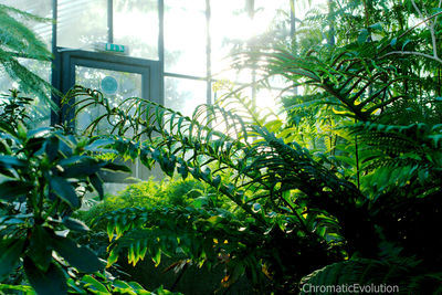 Close-up of plants growing in greenhouse