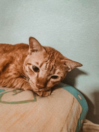 Close-up portrait of a cat