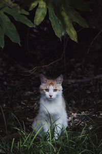 Portrait of cat on field