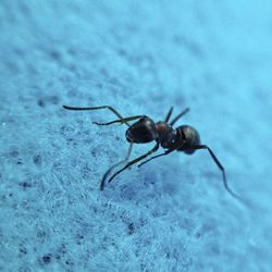 Close-up of spider on white surface