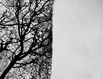 Low angle view of tree against clear sky