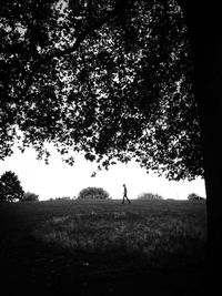 Trees on grassy field