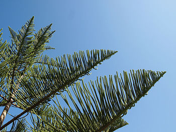 Low angle view of palm tree against clear blue sky