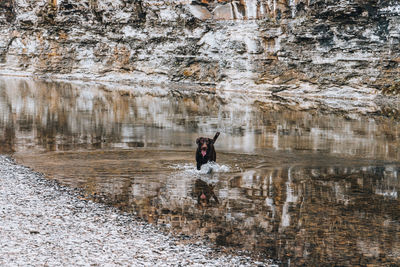 Dog standing on rock by lake