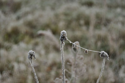 Close-up of dead plant during winter