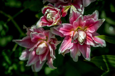 Close-up of pink flowers blooming outdoors