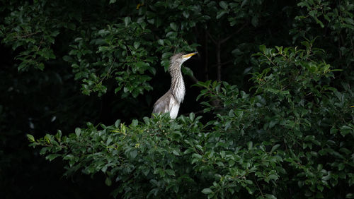 One heron standing on trees