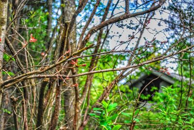 Low angle view of bird perching on tree