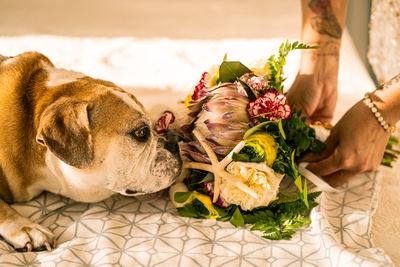 Close-up of dog with flowers