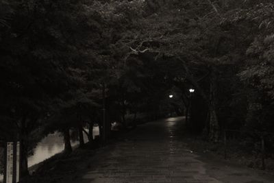 Trees on footpath at night