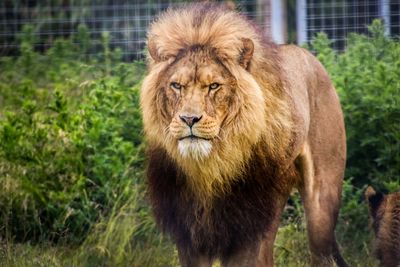 Portrait of lion in a zoo