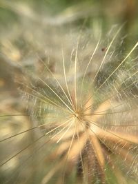 Close-up of wet dandelion