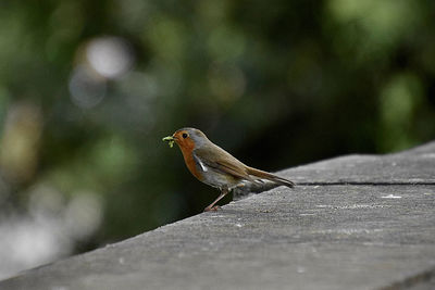 Close-up of bird perching on wood